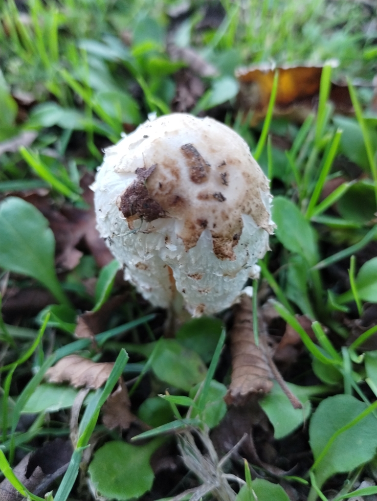 Coprinus comatus · May 2025 · photo: © notdoriangray (iNaturalist, cc-by)