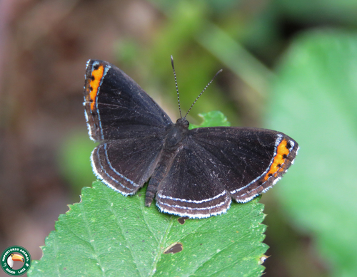 Charis cadytis