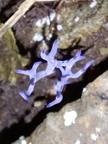 Ramariopsis pulchella · May 2025 · photo: © kiwialli (iNaturalist, cc-by)