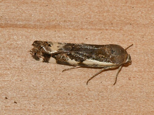 Narrow-winged Midget Moth photo 5