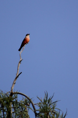 Pyrocephalus rubinus