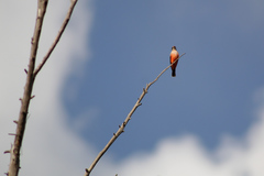 Pyrocephalus rubinus