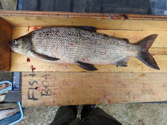 Coregonus clupeaformis