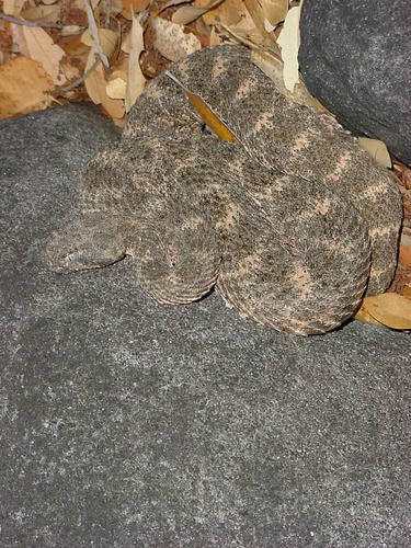 Crotalus mitchellii