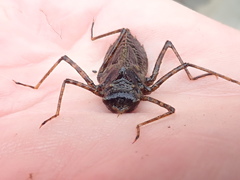 Macromiidae