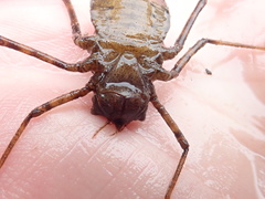 Macromiidae