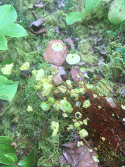 Splachnum luteum