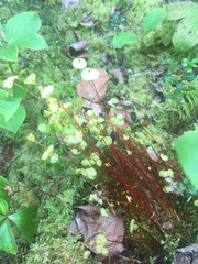 Splachnum luteum