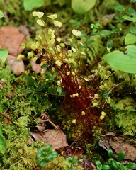 Splachnum luteum