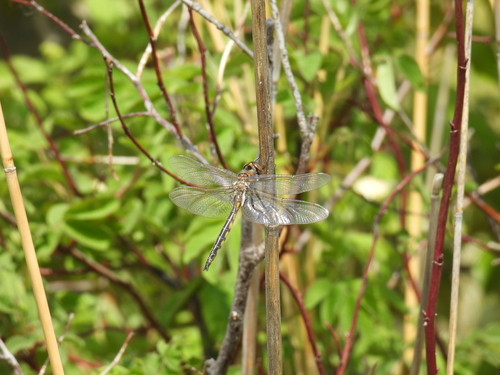 Spiny Baskettail photo 5