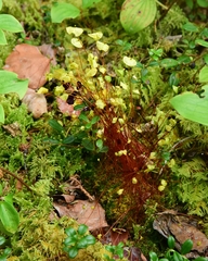 Splachnum luteum