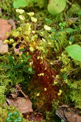 Splachnum luteum