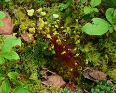 Splachnum luteum
