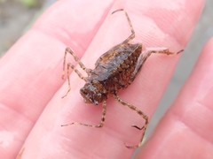 Macromiidae