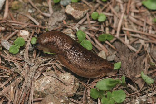 Northern Dusky Slug