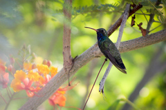Cynanthus latirostris