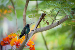 Cynanthus latirostris