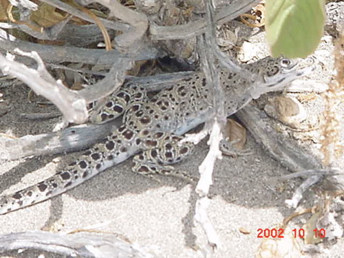 Gambelia copeii