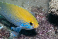 Caesio xanthonota