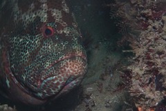Epinephelidae