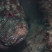 アザハタ