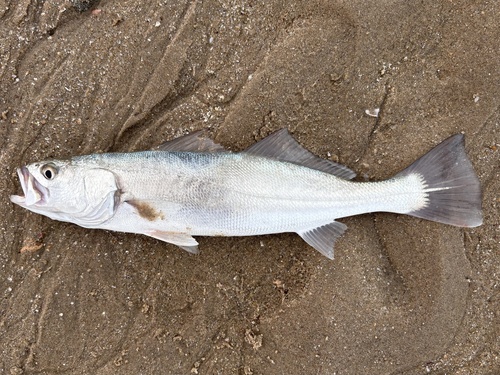 Corvina (Cynoscion parvipinnis) — Sciaenidae — 4