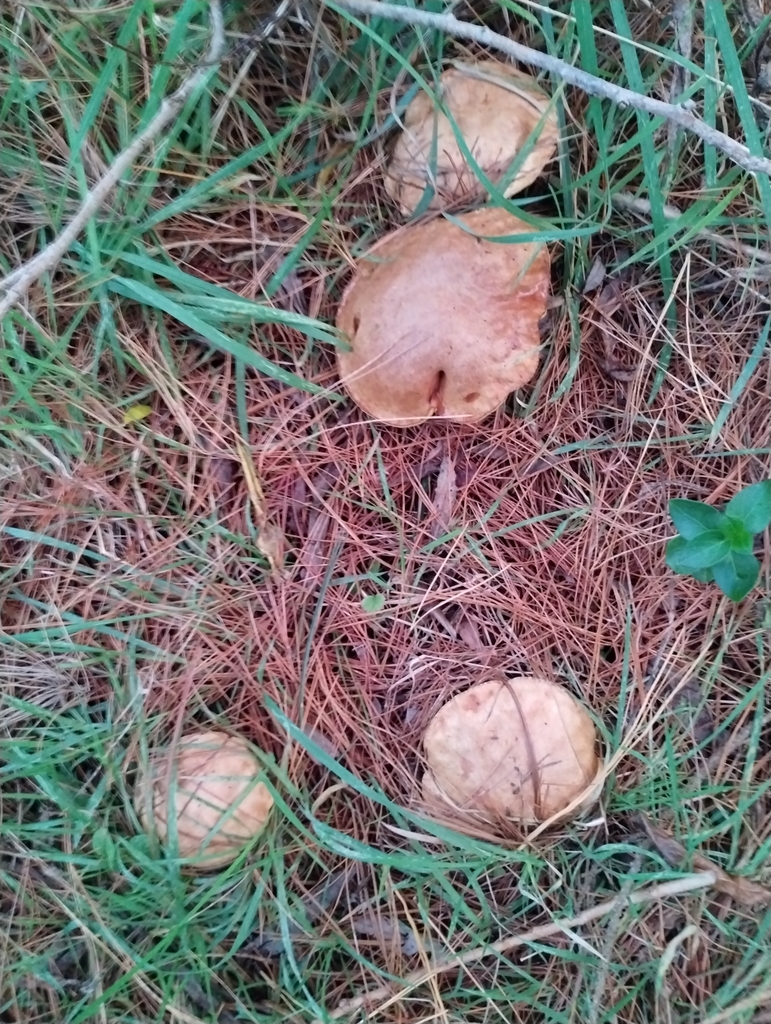 Suillus granulatus · May 2025 · photo: © notdoriangray (iNaturalist, cc-by)