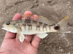 Pacific Sand Perch photo 3