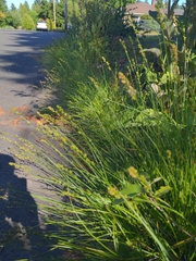 Chabert's sedge (Carex chabertii)