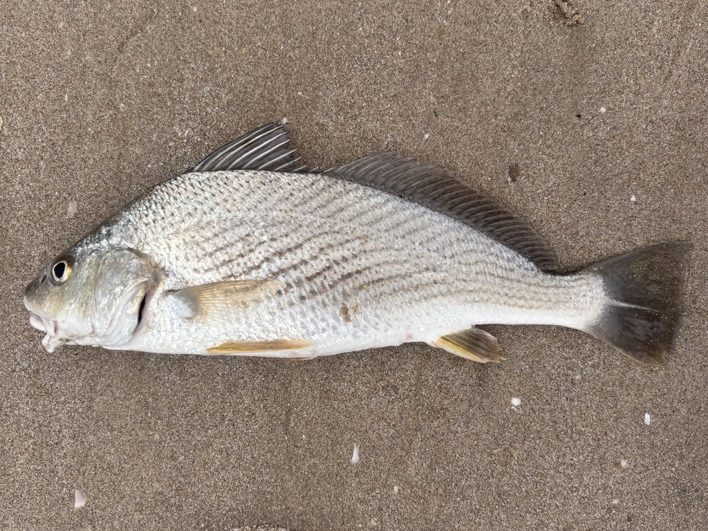 Galapagos drum (Umbrina wintersteeni) — Sciaenidae