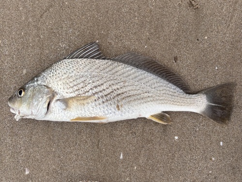 Galapagos drum (Umbrina wintersteeni) — Sciaenidae