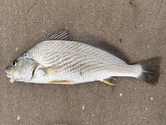 Cortez Croaker photo 1