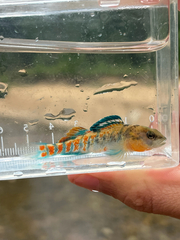 Headwater Darter photo 3