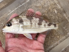 Bronzestriped Grunt photo 3