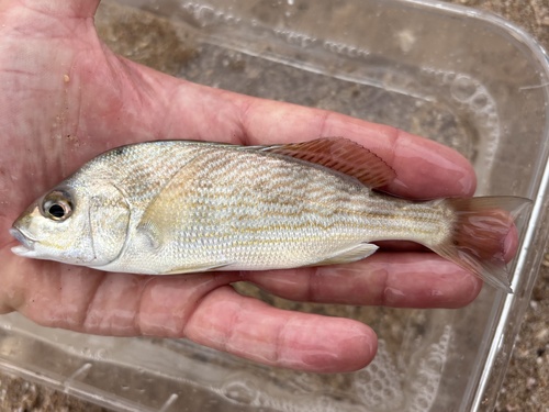 Bronzestriped grunt (Orthopristis reddingi) — Haemulidae — 2