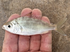 Pacific Spotfin Mojarra photo 2