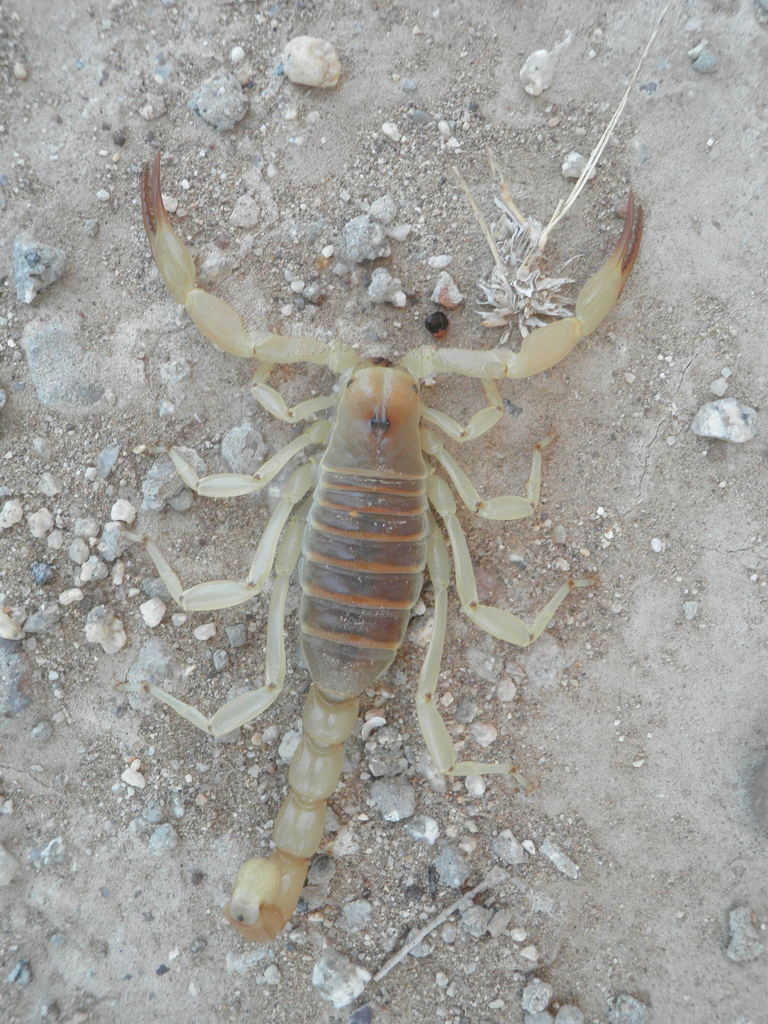 Hadrurus concolorous