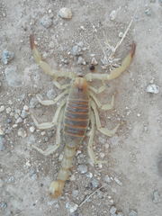 Hadrurus concolorous