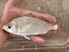 Pacific Spotfin Mojarra photo 4