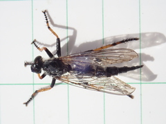 Neoitamus orphne