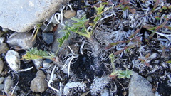 Oxytropis maydelliana