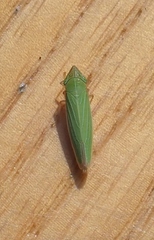 Draeculacephala angulifera