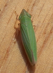 Draeculacephala angulifera