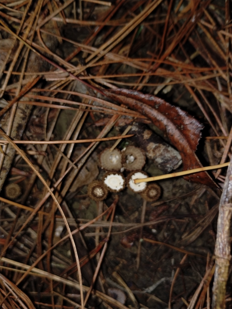Cyathus striatus · May 2025 · photo: © notdoriangray (iNaturalist, cc-by)