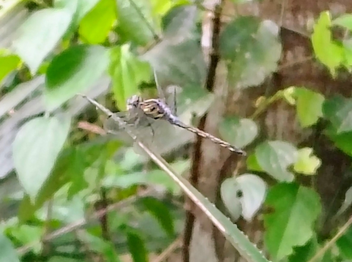 Emerald-Banded Skimmer