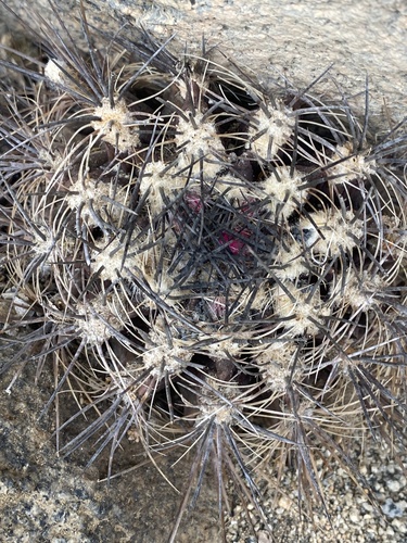 Eriosyce taltalensis ssp. pygmaea