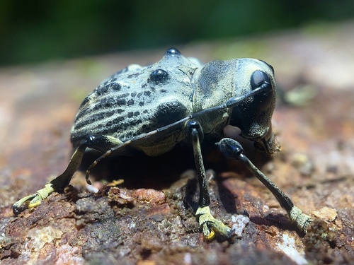 Gymnocerina