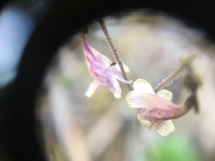 Linnaea borealis longiflora