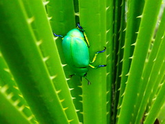Chrysina