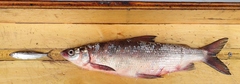 Coregonus clupeaformis